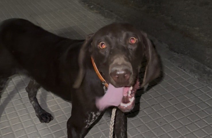 Μήπως ψάχνετε το σκυλάκι της φωτογραφίας;