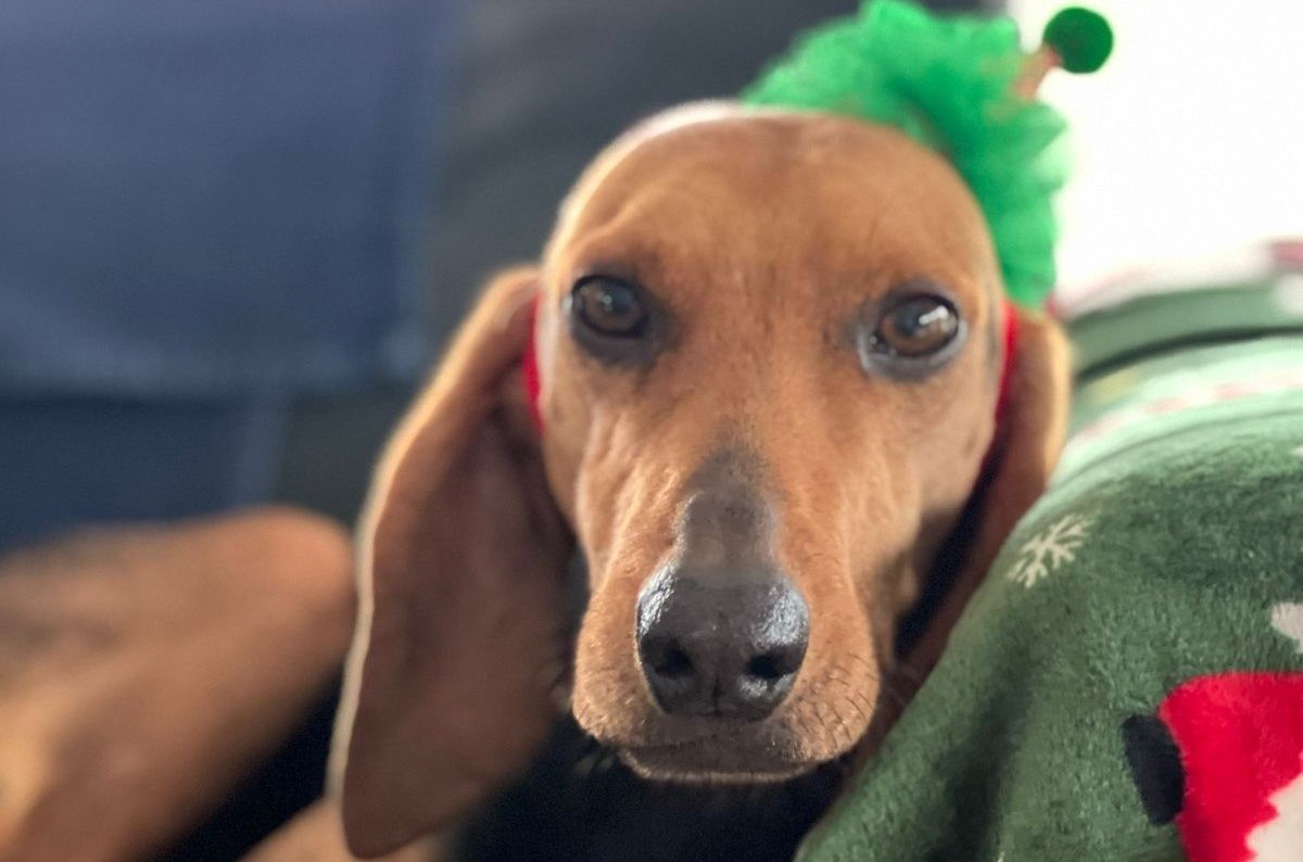 Εξαφανίστηκε ο Μίλτος - Μπορείτε να βοηθήσετε;