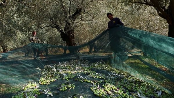 Σήμερα: Ημερίδα Ενημέρωσης Ελαιοτριβέων και Ελαιοπαραγωγών από το Επιμελητήριο Φθιώτιδας