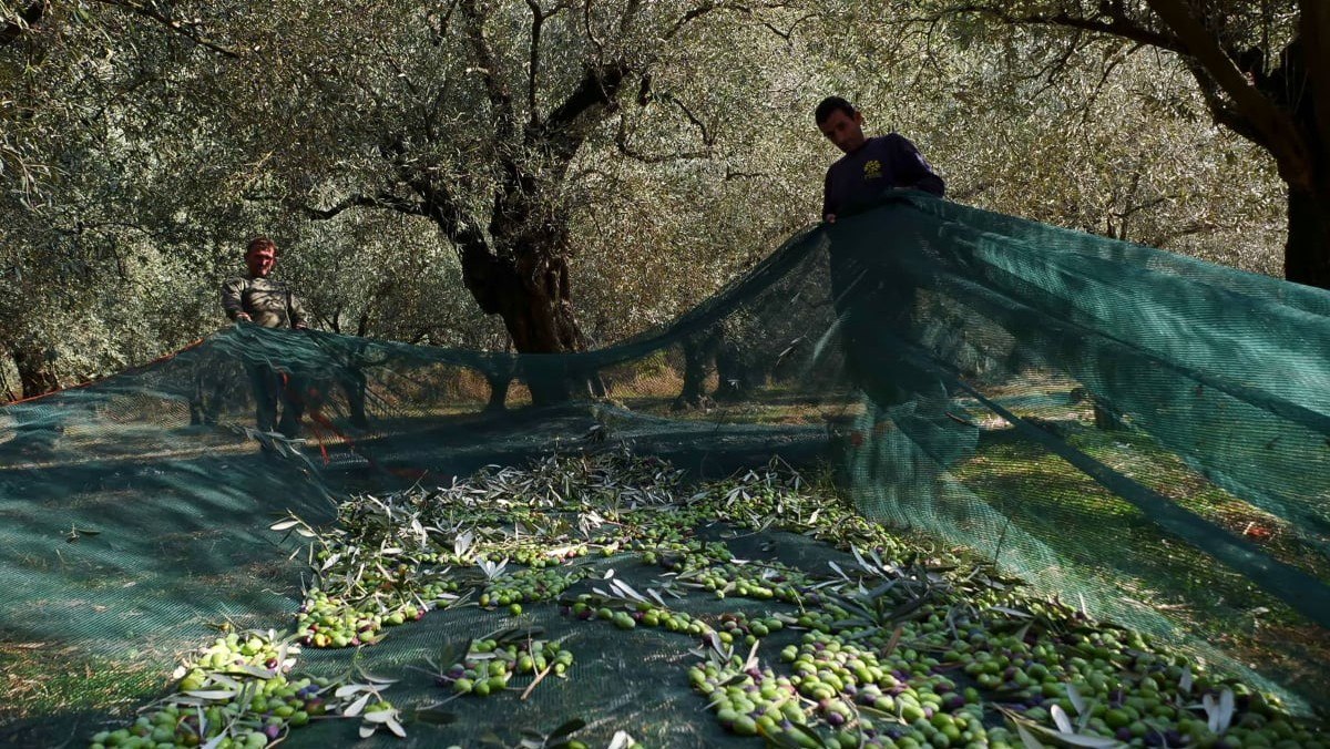 Σήμερα: Ημερίδα Ενημέρωσης Ελαιοτριβέων και Ελαιοπαραγωγών από το Επιμελητήριο Φθιώτιδας