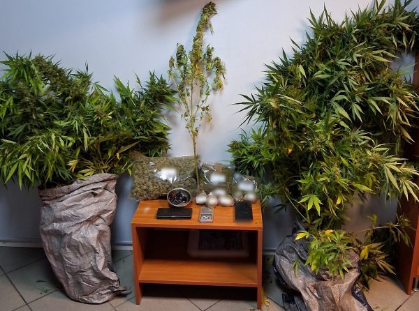 Χαλκίδα: Σύλληψη ζευγαριού με δενδρύλλια κάνναβης