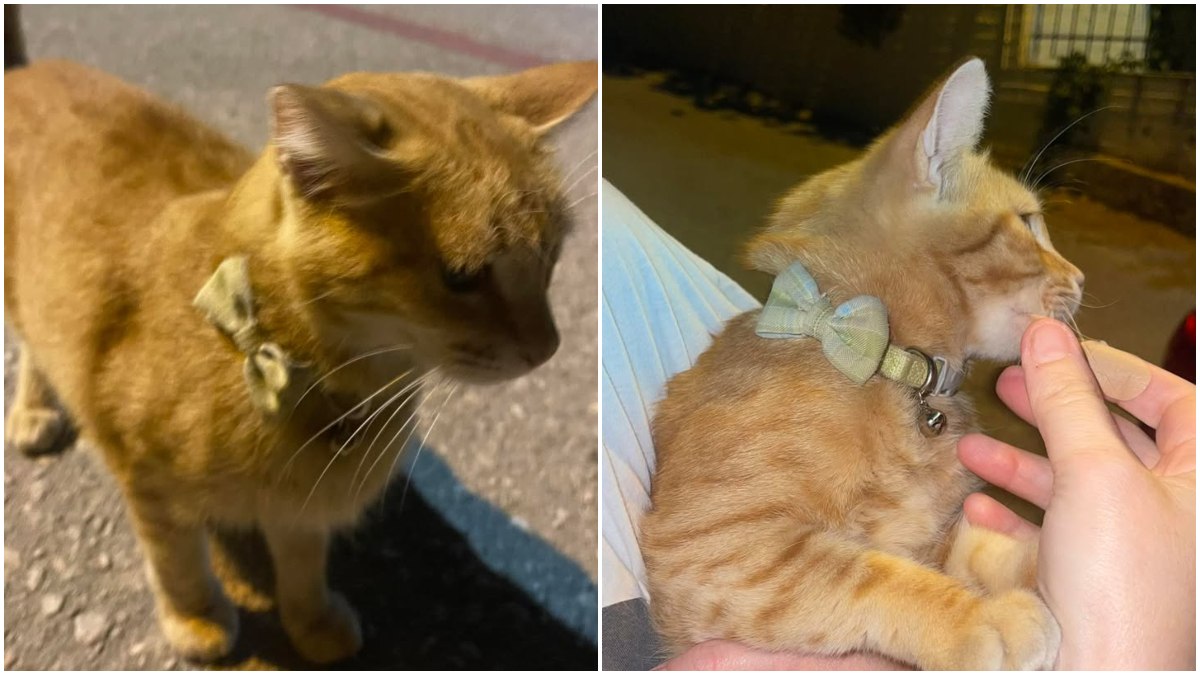 Βρέθηκε γατάκι στα Γαλανέικα Λαμίας