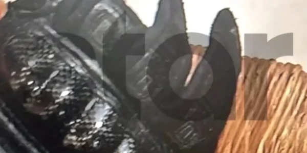 Εξάρχεια: Αυτά τα γκλομπ και τα γάντια είχαν πάνω τους οι γιοι πρώην υπουργού του ΣΥΡΙΖΑ που συνελήφθησαν