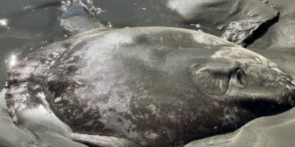 Γιγάντιο «απόκοσμο» πλάσμα ξεβράστηκε σε ακτή -Το «ταξίδι» του παραμένει μυστήριο