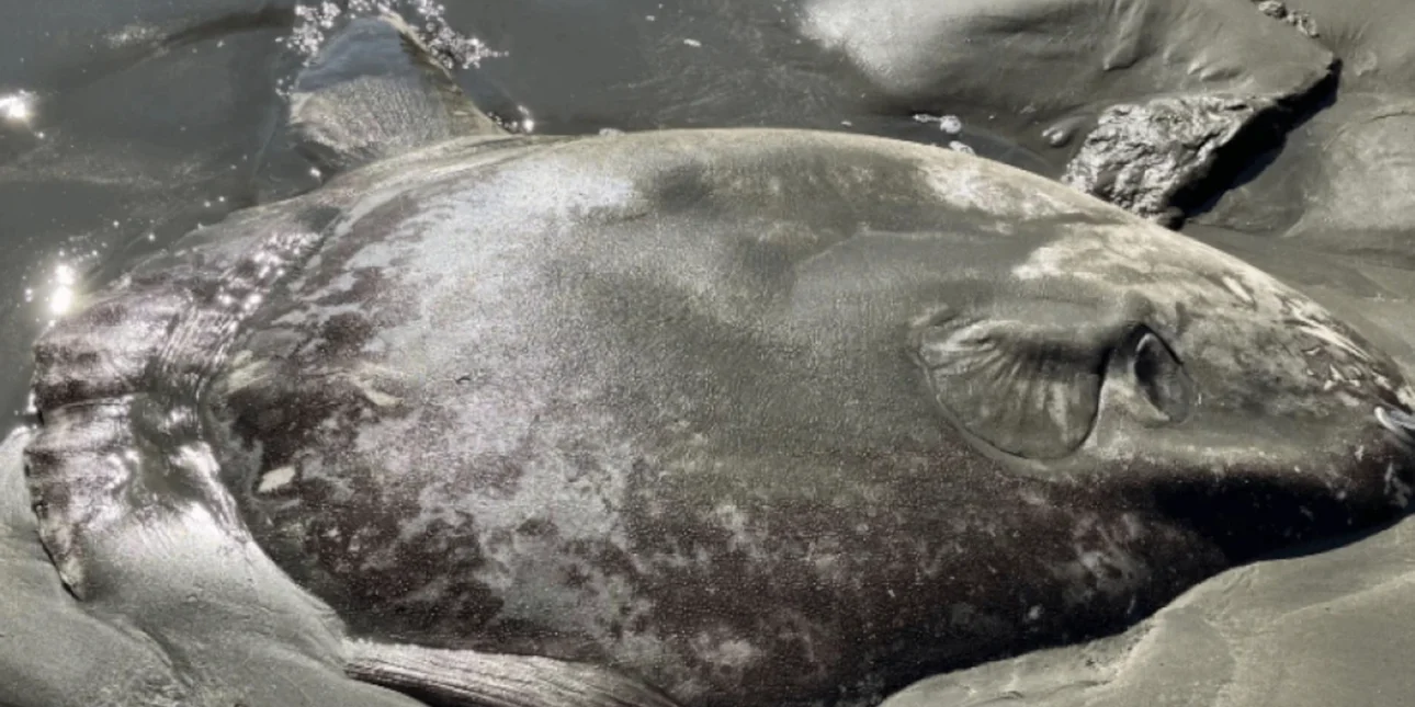 Γιγάντιο «απόκοσμο» πλάσμα ξεβράστηκε σε ακτή -Το «ταξίδι» του παραμένει μυστήριο