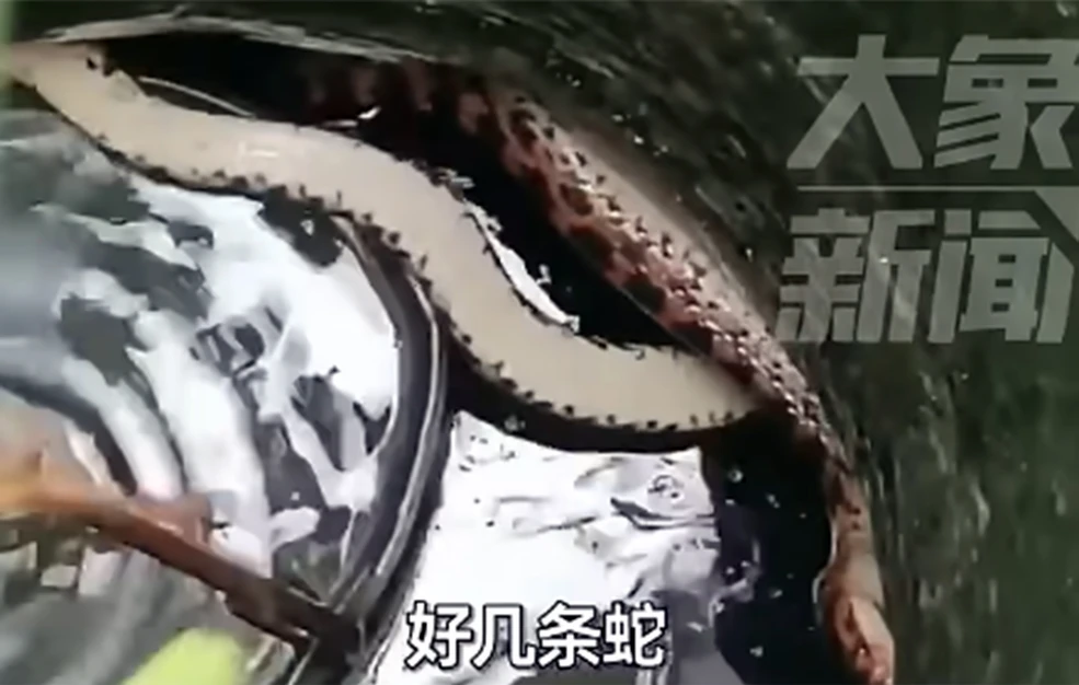 Τρομακτικό περιστατικό στην Κίνα: Γυναίκα επιβίωσε για 54 ώρες μέσα σε πηγάδι που ήταν γεμάτο με φίδια και κουνούπια