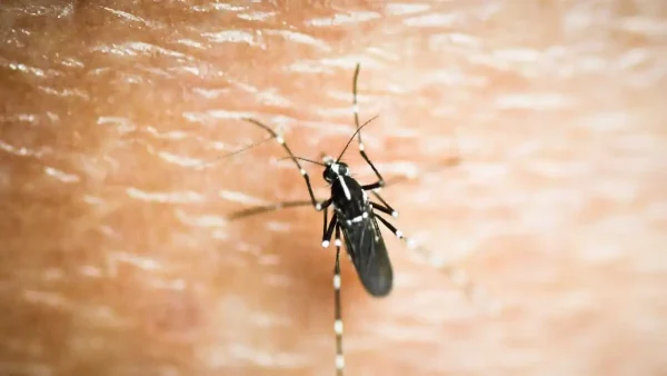 Πρώτο κρούσμα του ιού του Δυτικού Νείλου στην Κρήτη: Με συμπτώματα μηνιγγίτιδας νοσηλεύεται 60χρονος