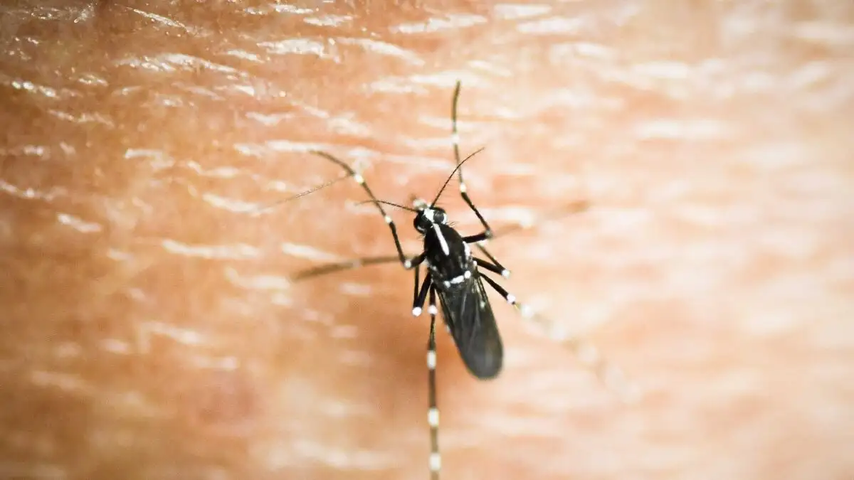 Πρώτο κρούσμα του ιού του Δυτικού Νείλου στην Κρήτη: Με συμπτώματα μηνιγγίτιδας νοσηλεύεται 60χρονος