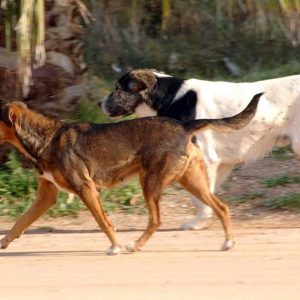 Φθιώτιδα: Ελεύθερος με περιοριστικούς όρους ο άνδρας που πυροβόλησε και σκότωσε σκύλο