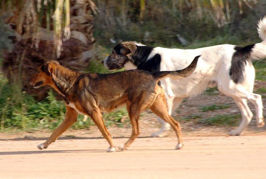 Κυνηγόσκυλα περιπλανώνται στον Σκαμνό - Μήπως τα αναζητάτε;