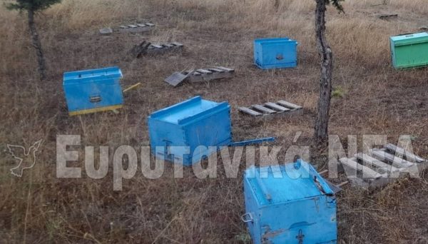 Αρκούδες έβαλαν στο μάτι κυψέλες στο Καρπενήσι (ΦΩΤΟ)