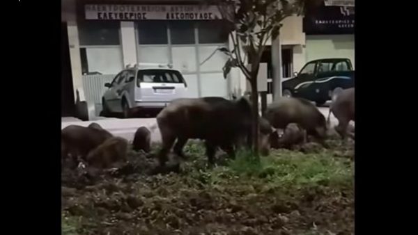 Αγριογούρουνα βολτάρουν στο κέντρο της Λιβαδειάς (ΒΙΝΤΕΟ)