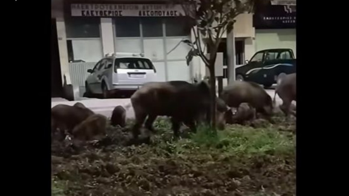 Αγριογούρουνα βολτάρουν στο κέντρο της Λιβαδειάς (ΒΙΝΤΕΟ)