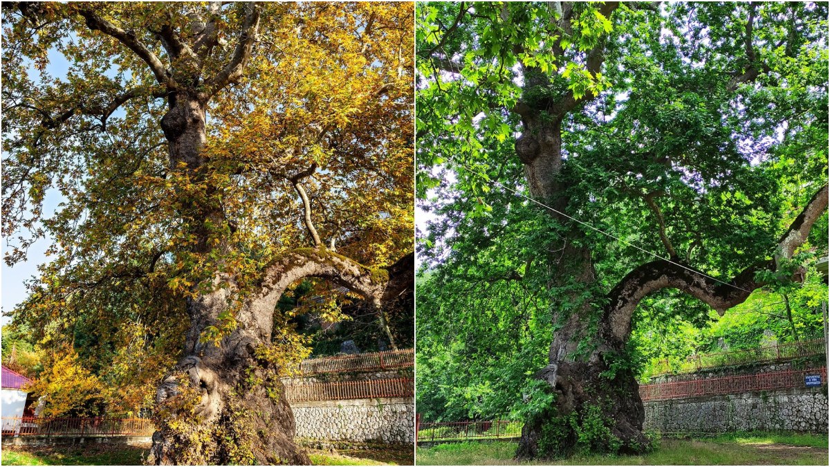 Ο πλάτανος «μνημείο» στο Λυχνό Υπάτης κινδυνεύει