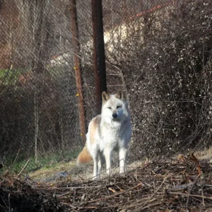 Επίθεση Λύκου στο Τατόι: «Με ακολούθησε, με δάγκωσε και με έγδαρε στη μέση»