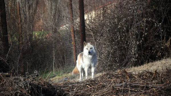Χαλκιδική: Γιατί ο λύκος που επιτέθηκε στο κοριτσάκι έφτασε από το δάσος στην πόλη – «Συναγερμός» από τις ανισορροπίες στο οικοσύστημα