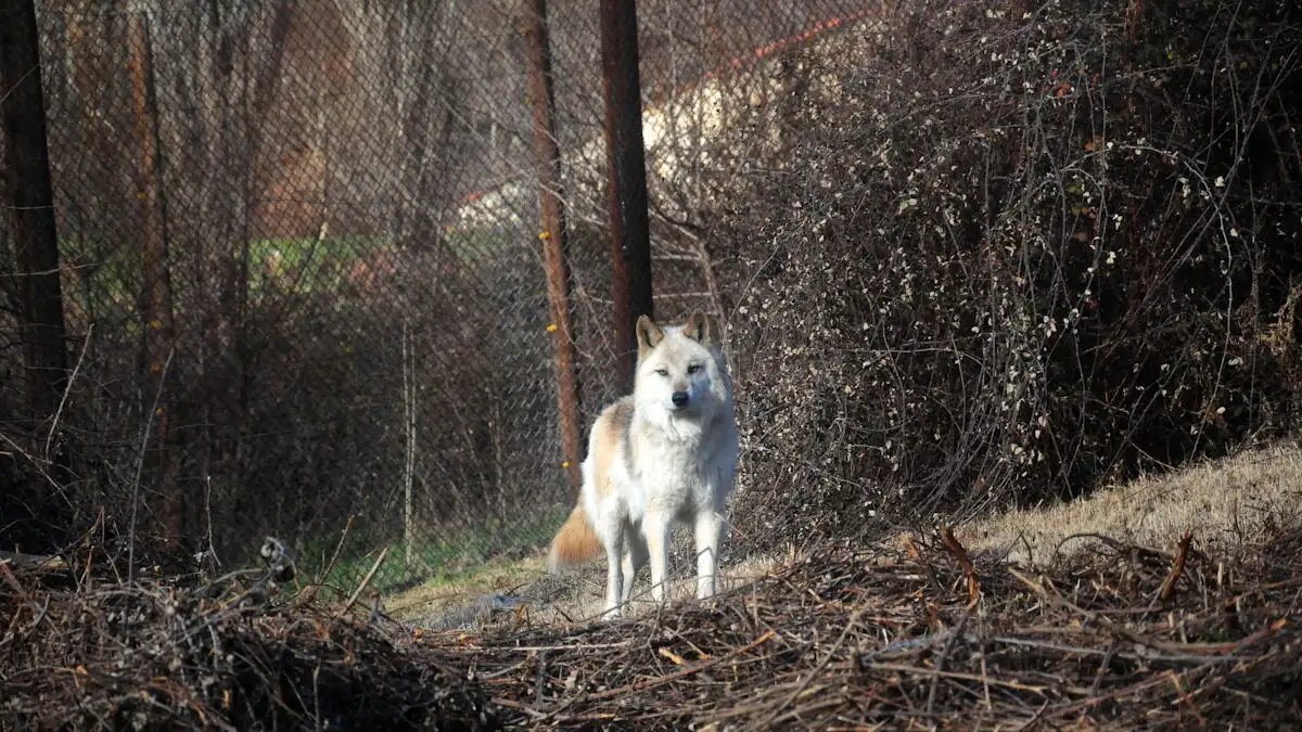 Χαλκιδική: Γιατί ο λύκος που επιτέθηκε στο κοριτσάκι έφτασε από το δάσος στην πόλη – «Συναγερμός» από τις ανισορροπίες στο οικοσύστημα