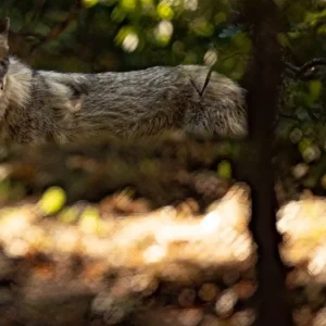 Στη Βουλή το θέμα της αύξησης των επιθέσεων λύκων στη Φθιώτιδα από το Γιάννη Σαρακιώτη