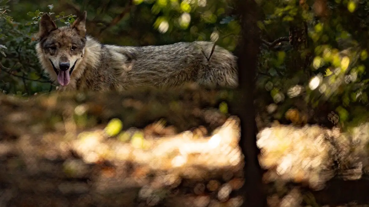 Παιδί δέχτηκε επίθεση από λύκο σε παραλία της Χαλκιδικής – Σε καταγγελία προχώρησε η μητέρα του