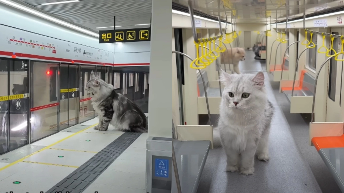 Κινέζος YouTuber έφτιαξε... μετρό για τις γάτες του: Το βίντεο που σαρώνει