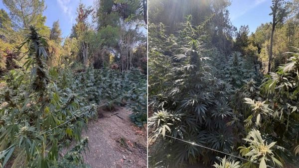 Προφυλακιστέος ο 36χρονος με τη χασισοφυτεία στην Τραγάνα