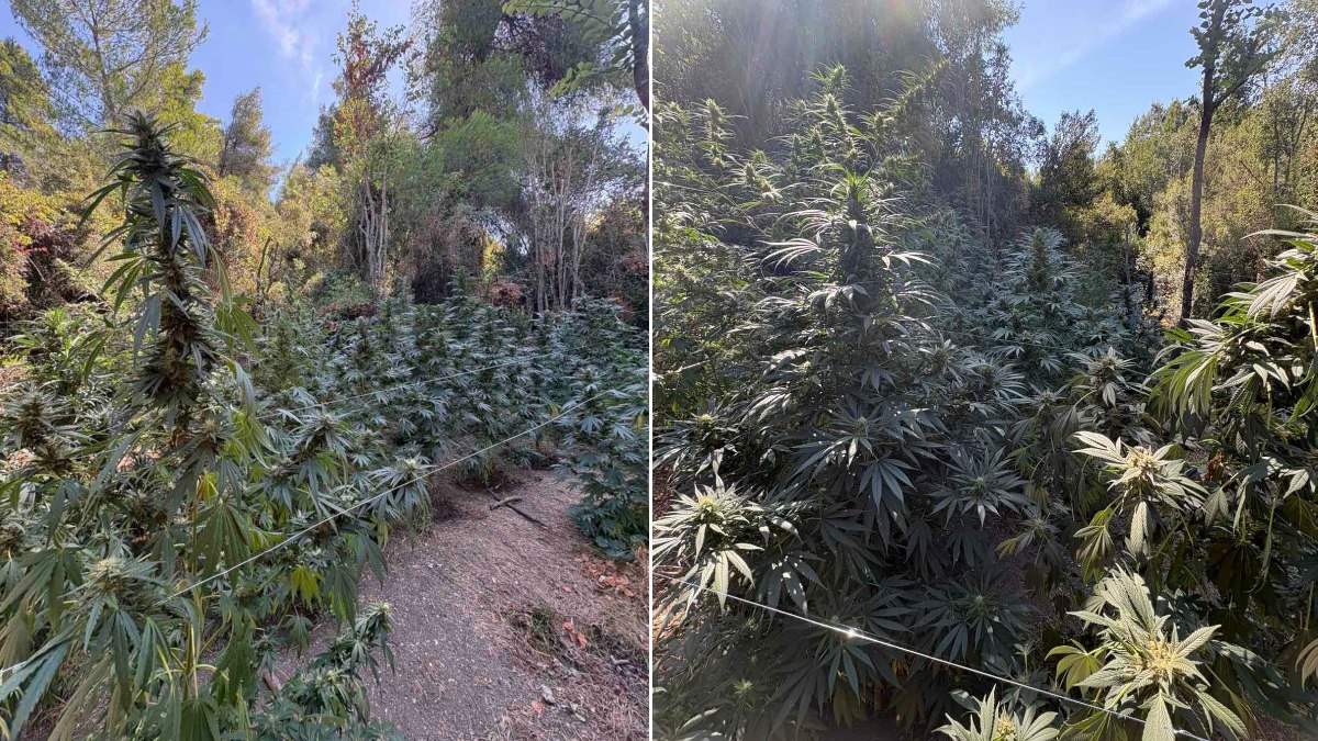 Προφυλακιστέος ο 36χρονος με τη χασισοφυτεία στην Τραγάνα