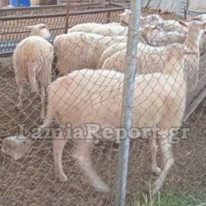 Λαμία: Σύλληψη 65χρονου βοσκού που αγνόησε τις απαγορεύσεις για την εξάπλωση της ευλογιάς