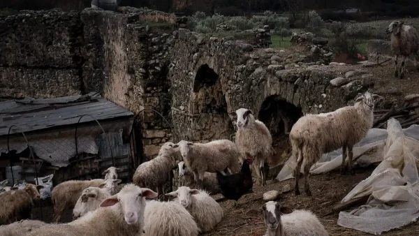 Οκτώ ερωτήσεις και απαντήσεις για την ευλογιά στα αιγοπρόβατα – Τα μέτρα για τον περιορισμό της νόσου