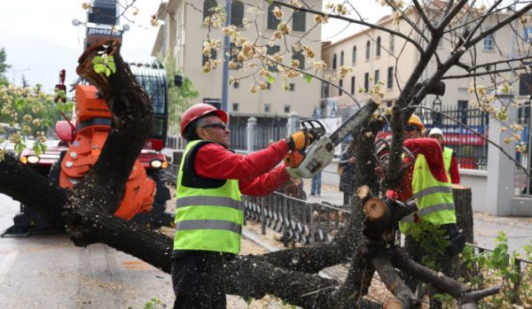 Θεσσαλονίκη: Γρονθοκόπησε δημοτικό υπάλληλο επειδή έκοψε δέντρο που είχε φυτέψει – Συνελήφθη 34χρονος