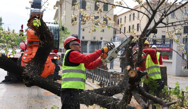 Θεσσαλονίκη: Γρονθοκόπησε δημοτικό υπάλληλο επειδή έκοψε δέντρο που είχε φυτέψει – Συνελήφθη 34χρονος