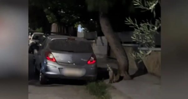 Αλεπούδες βγήκαν βόλτα σε γειτονιά στο Αιγάλεω (ΒΙΝΤΕΟ)