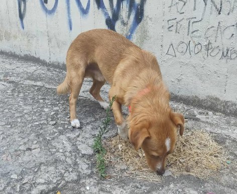 Μήπως αναζητάτε το σκυλάκι της φωτογραφίας;