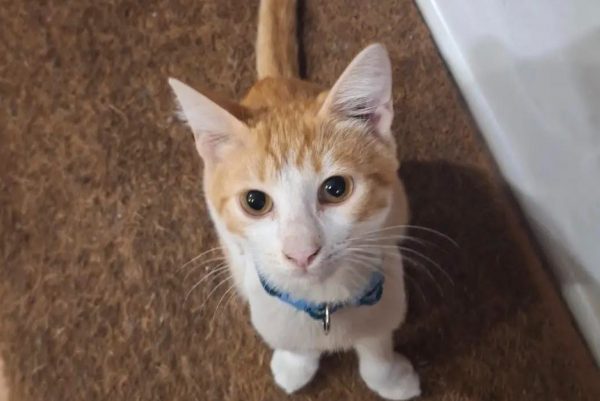 Χάθηκε ο Ματίας - Βοηθήστε να τον βρούμε