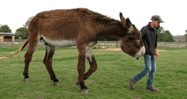 Δύο γαϊδουράκια έσπασαν το ρεκόρ Γκίνες και έγραψαν ιστορία: Ο «γίγαντας» Derek και ο Bambou με τα «τεράστια» αυτιά του!