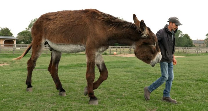 Δύο γαϊδουράκια έσπασαν το ρεκόρ Γκίνες και έγραψαν ιστορία: Ο «γίγαντας» Derek και ο Bambou με τα «τεράστια» αυτιά του!