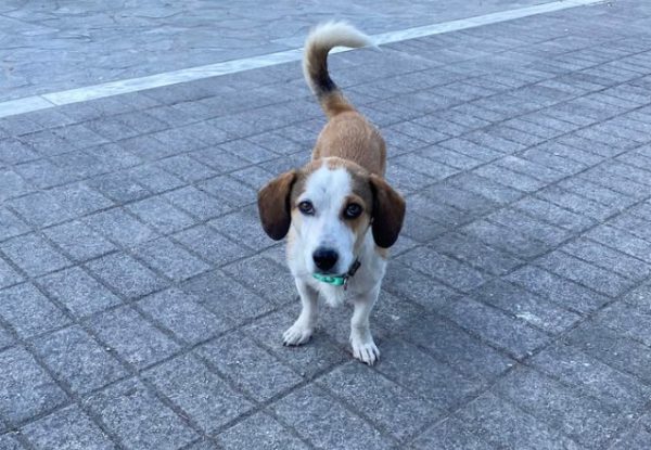 Βρέθηκε αυτός ο κούκλος - Μήπως τον ψάχνει κανείς;