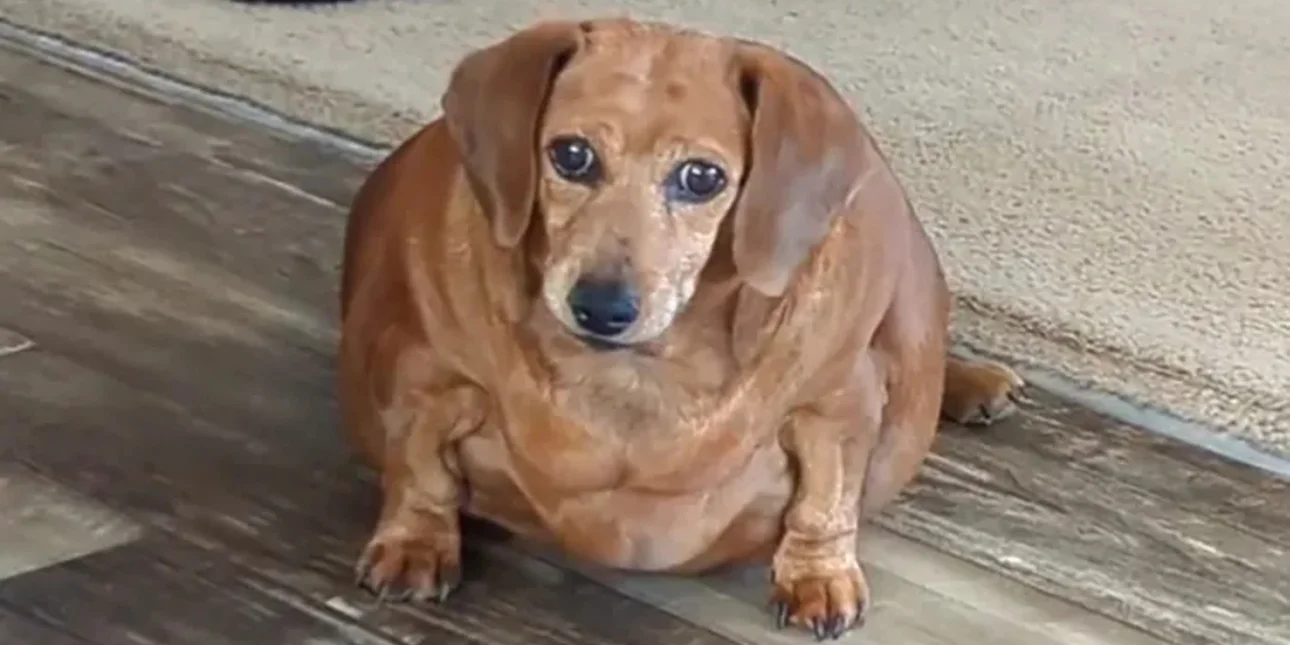 Το μικρό σκυλί που έφθασε να ζυγίζει 25 κιλά -Τι του συνέβη