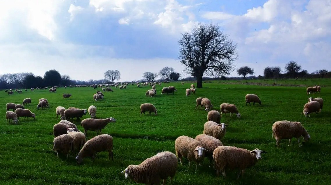 ΟΠΕΚΕΠΕ: Πού πήγαν τα 22,7 εκατ. ευρώ των αμαρτωλών επιδοτήσεων –  69χρονος από τα Τρίκαλα έβγαλε 620.000