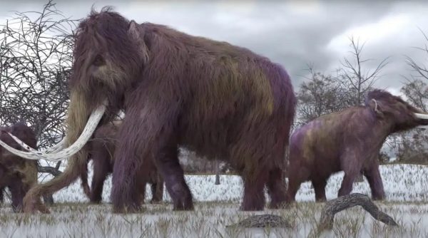 Ανασκαφές στην Καισάρεια αποκάλυψαν κρανία ελεφάντων ηλικίας 7,7 εκατομμυρίων ετών, προϊστορικών καμηλοπαρδάλεων και τριδακτύλων αλόγων