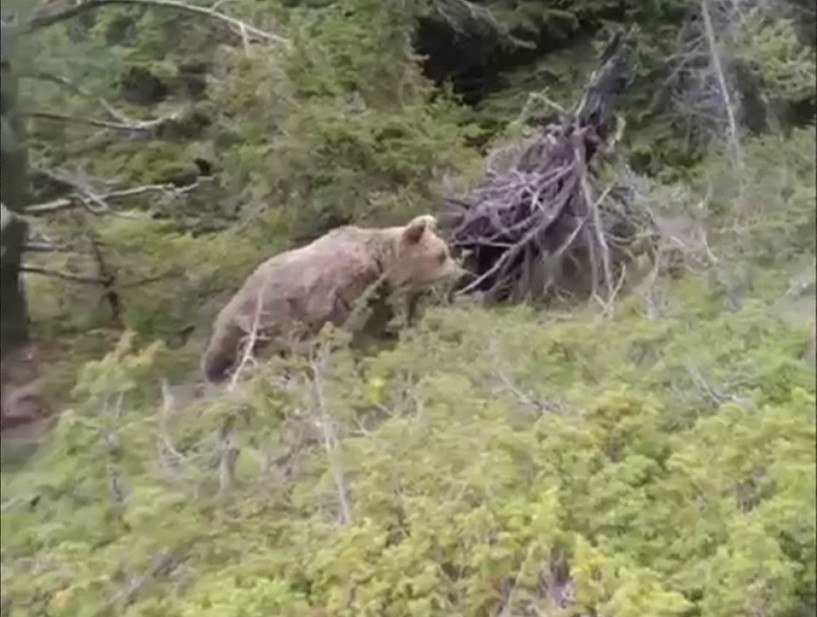 Δράμα: Ντοκουμέντο με την αρκούδα που επιτέθηκε και σκότωσε τον 61χρονο ορειβάτη