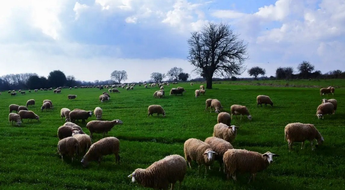 Τσιάρας: «Θέλουμε να αποφύγουμε το lockdown στα αιγοπρόβατα – Θα υπάρξουν συνέπειες σε κτηνοτροφία και γεωργία»