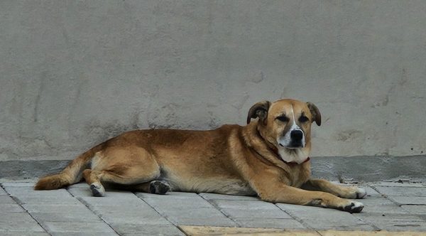 Μήπως ψάχνετε το σκύλο της φωτογραφίας;