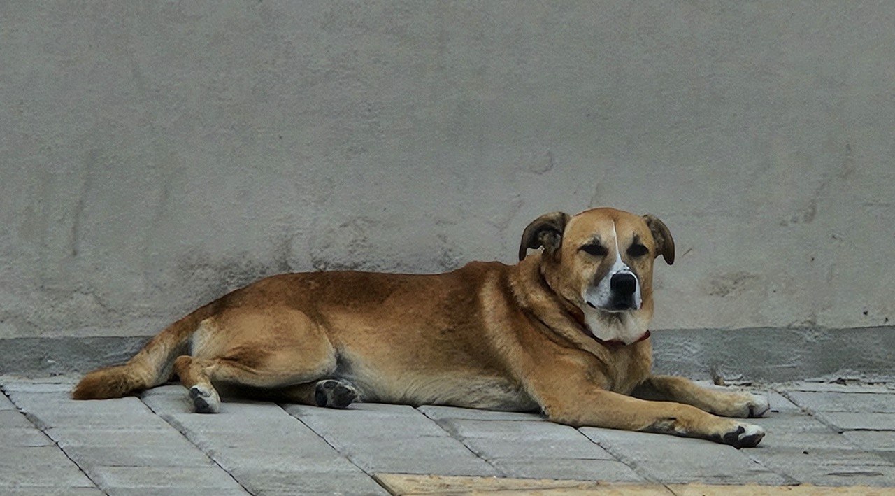 Μήπως ψάχνετε το σκύλο της φωτογραφίας;