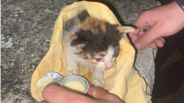 Έσωσαν γατάκι που είχε εγκλωβιστεί σε οικοδομή και τώρα ψάχνει σπίτι!