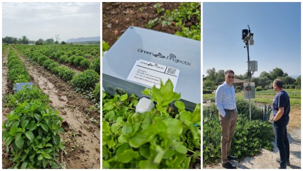 Μελέτη και προσδιορισμός κατάλληλων φυτών στέβιας και δημιουργία πρωτοκόλλου πολλαπλασιασμού φυτών με επιθυμητά χαρακτηριστικά