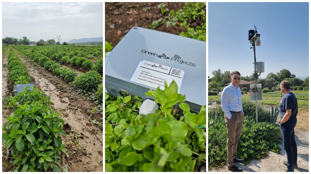 Μελέτη και προσδιορισμός κατάλληλων φυτών στέβιας και δημιουργία πρωτοκόλλου πολλαπλασιασμού φυτών με επιθυμητά χαρακτηριστικά