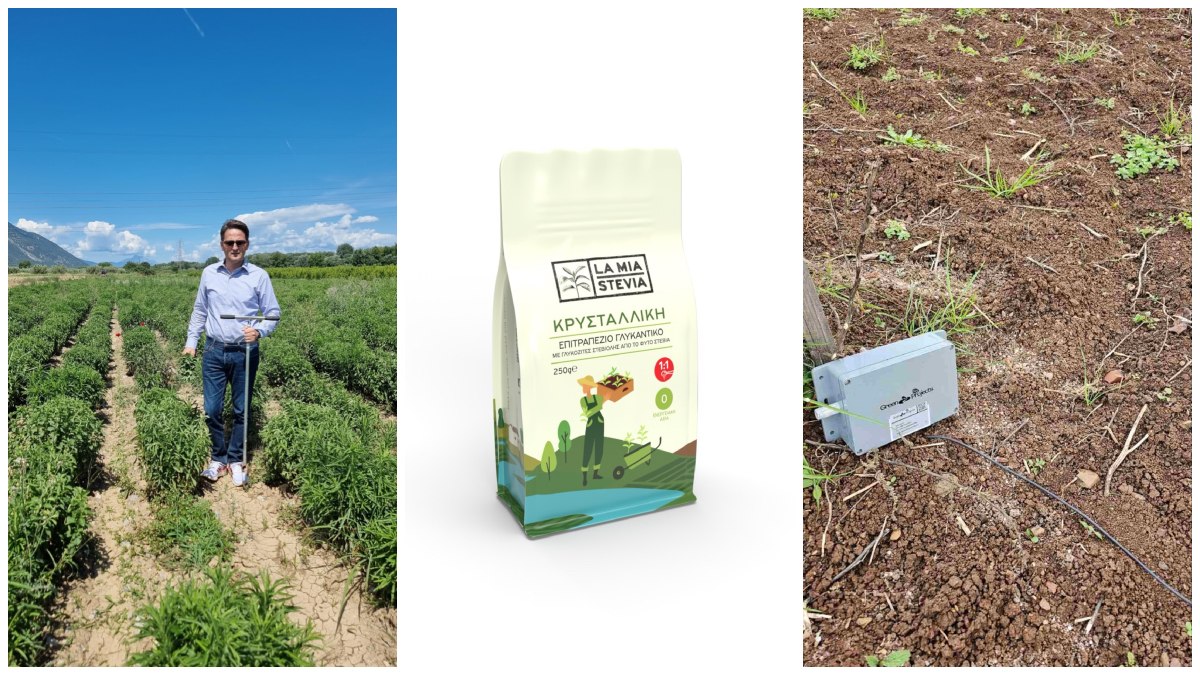 Διερεύνηση/Καταγραφή των ασθενειών και των εντομολογικών εχθρών που προσβάλλουν την καλλιέργεια στέβιας στην Μεσόγειο (από το φυτώριο στον αγρό) και ενσωμάτωση συστημάτων ευφυούς γεωργίας και μοντέλων πρόβλεψης για την αντιμετώπιση τους