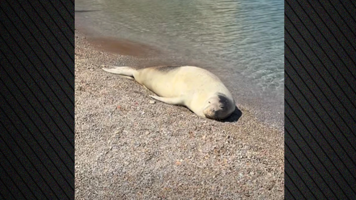 Φώκια έκανε ηλιοθεραπεία στην παραλία Γυάλα της Σύμης - Δείτε βίντεο