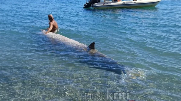 Κρήτη: Ανησυχία για τις φάλαινες - Εντοπίστηκαν τρεις νεκρές και μία ζωντανή σε νότιες ακτές