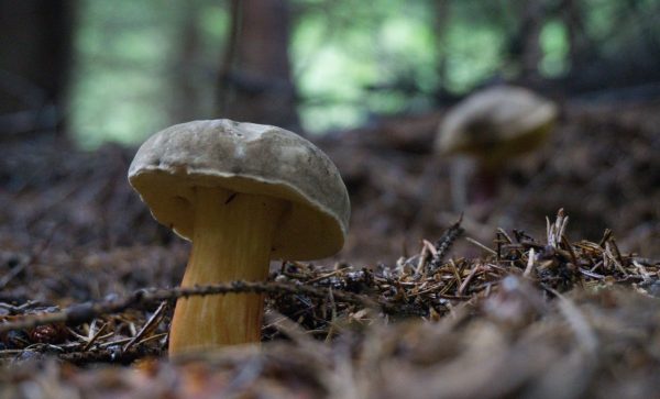 Μανιταροεξόρμηση αύριο Κυριακή στο Μεσοχώρι Υπάτης με τον Όμιλο Φίλων του Δάσους